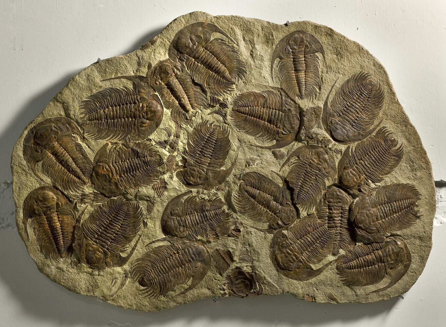 VERKAUFT | Außergewöhnliche Trilobiten-Massenvorkommen-Platte | Marokko