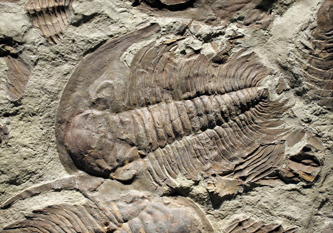 VERKAUFT | Außergewöhnliche Trilobiten-Massenvorkommen-Platte | Marokko