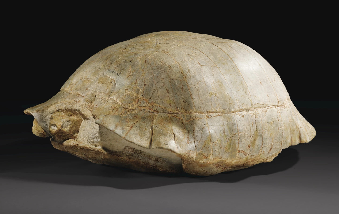 Fossil turtle | Testudo sp. | USA