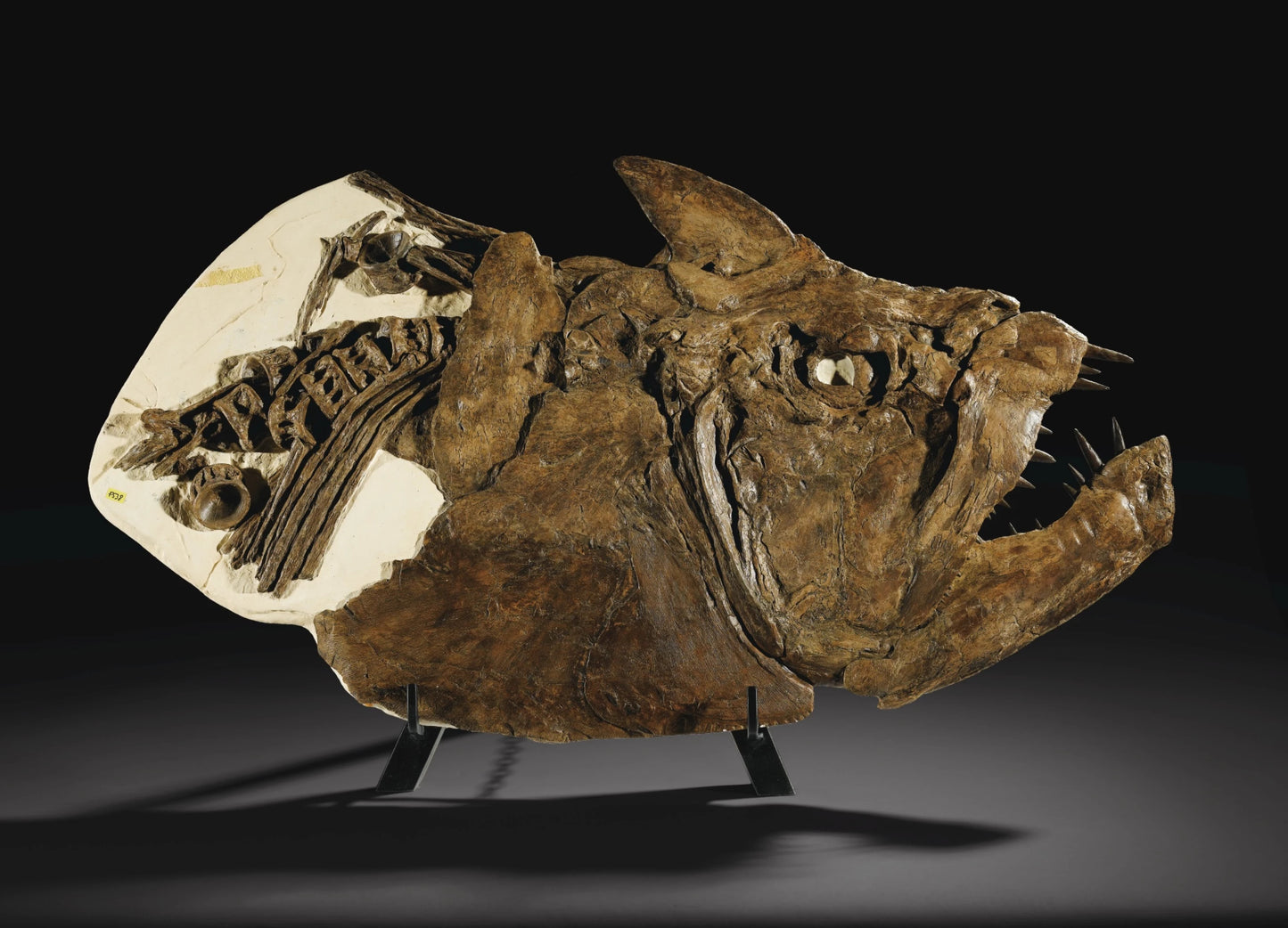Fossil fish | Xiphactinus audax | Kansas, USA