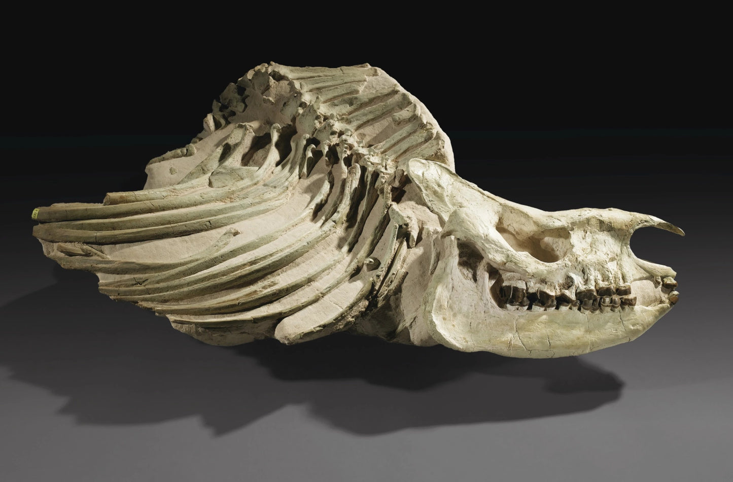 Fossiler Brustkorb und Schnauze | Subhyracodon sp. | USA