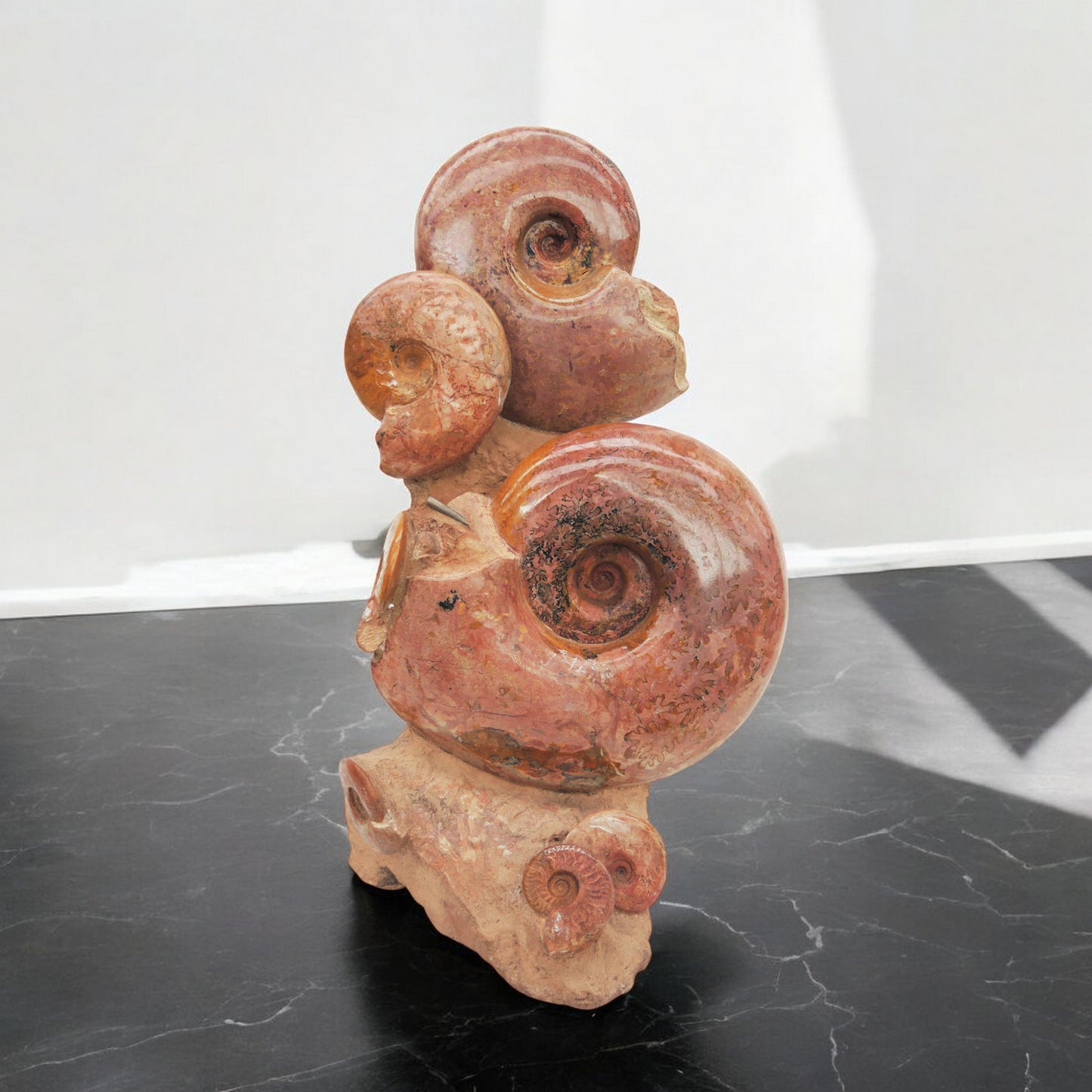 Groupe ammonite | Lytoceras sp. | France