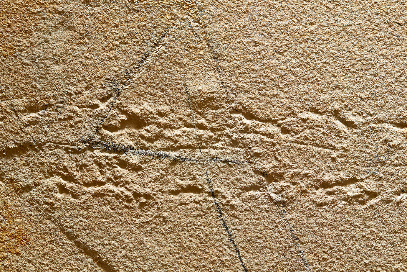 "A" grade | Horseshoe crab and tracks | Mesolimulus walchi | Museum quality