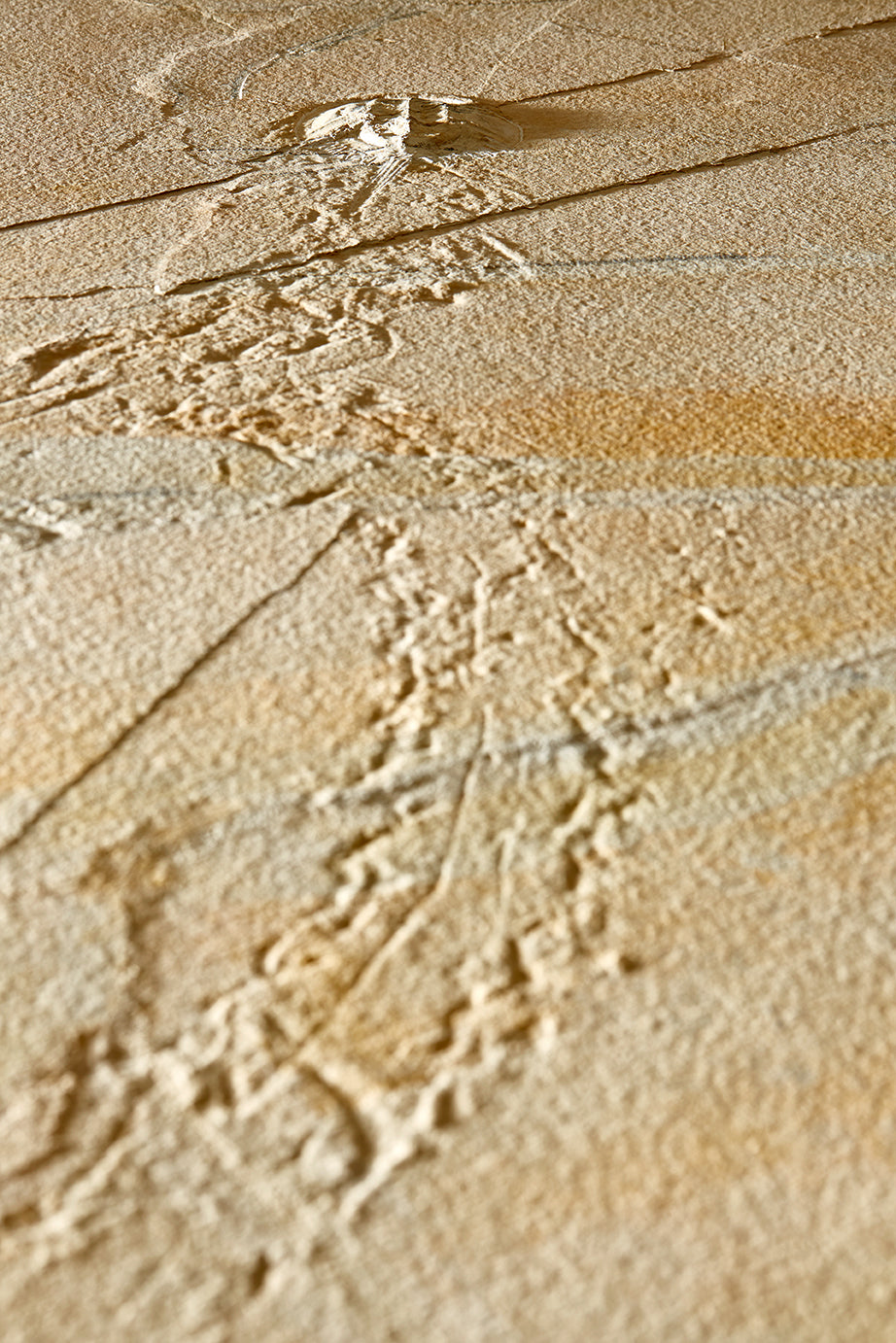 "A" grade | Horseshoe crab and tracks | Mesolimulus walchi | Museum quality