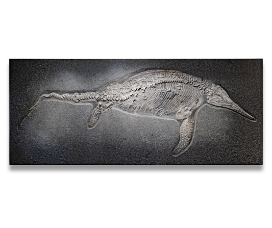 Ichthyosaur Stenopterygius | Holzmaden, Germany