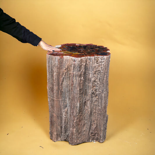 Fossilized wood trunk Araucarioxylon arizonicum | Arizona, USA