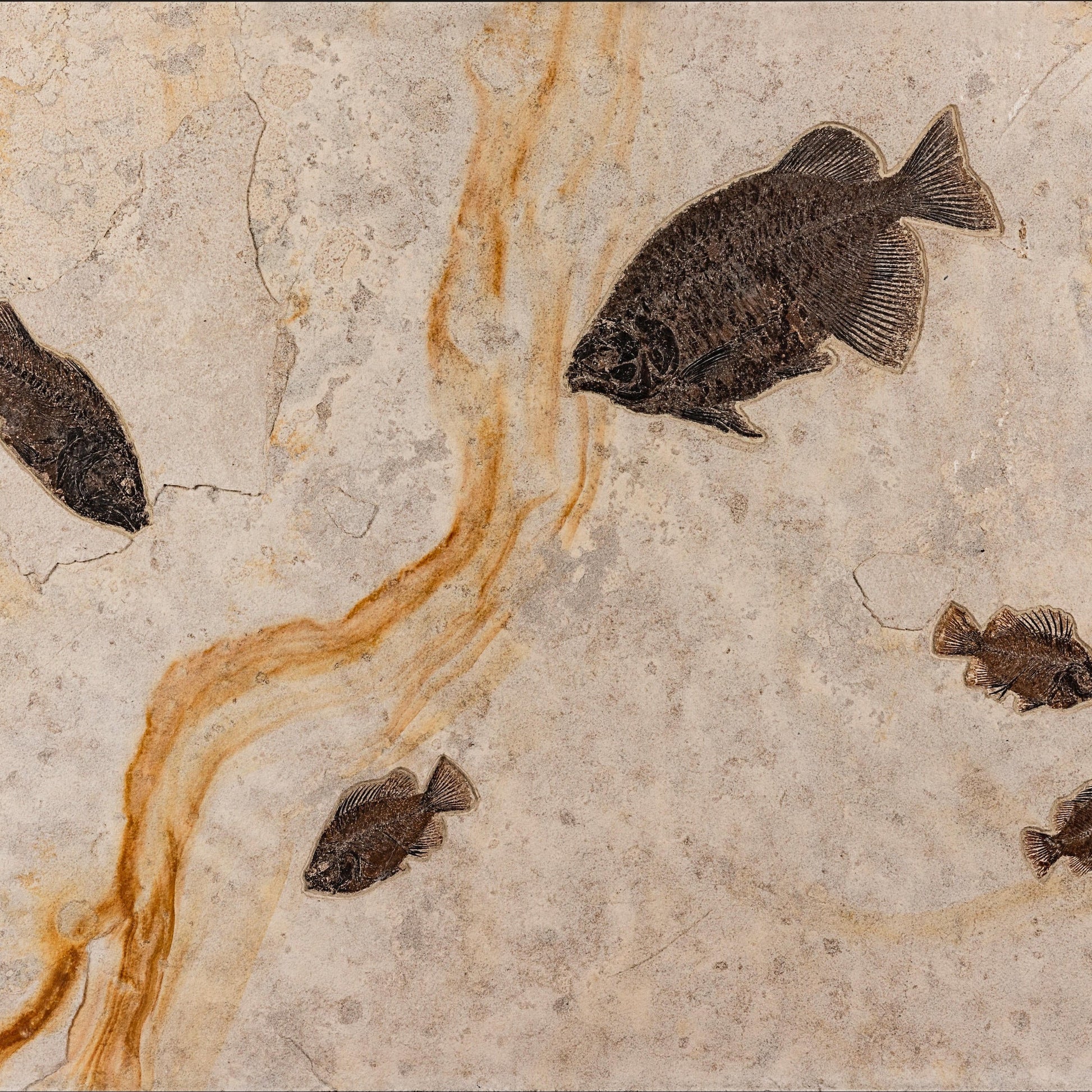 A Green River fish mortality plate  for sale, wiith a visible orange line.