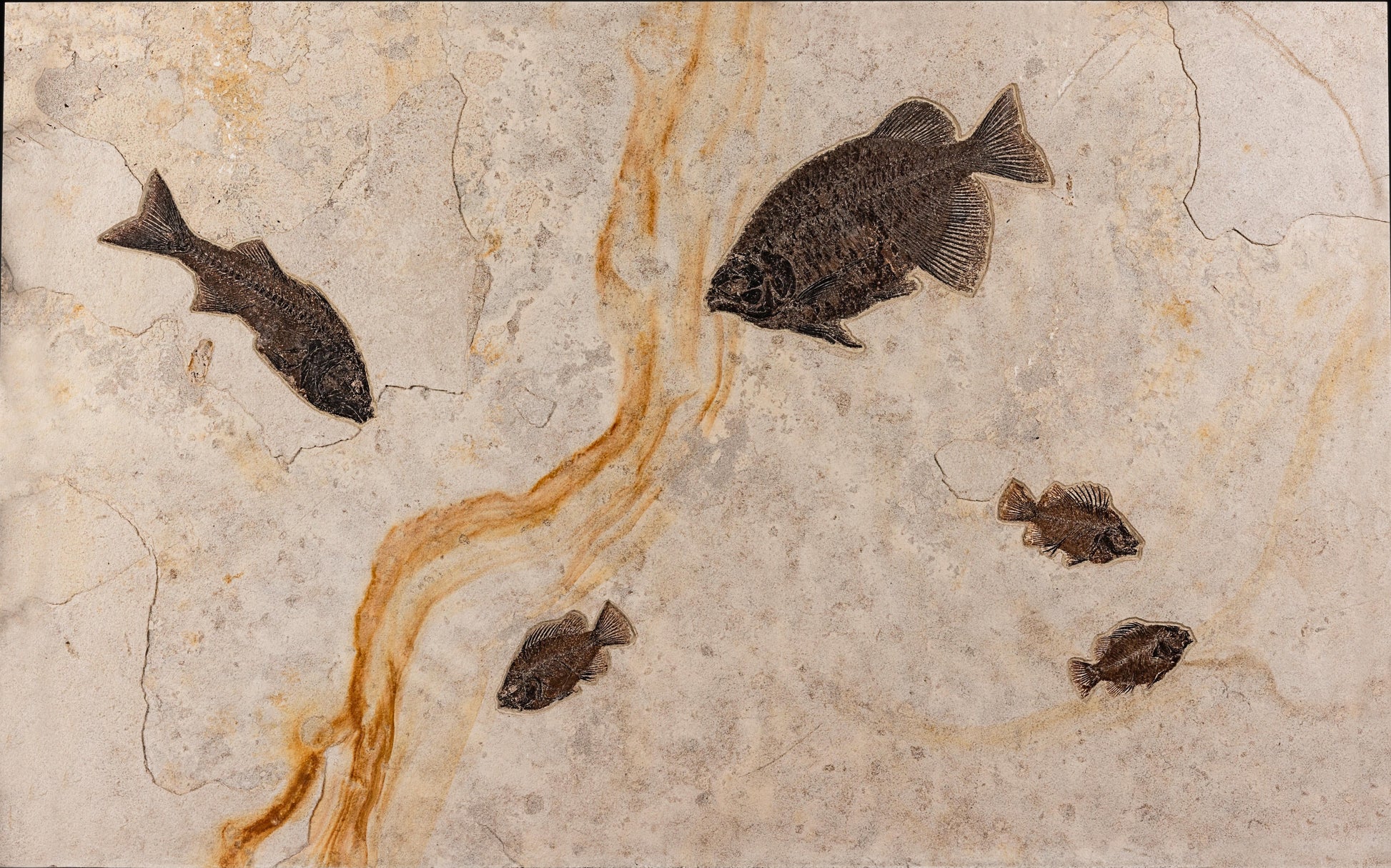 A Green River fish mortality plate  for sale, wiith a visible orange line.