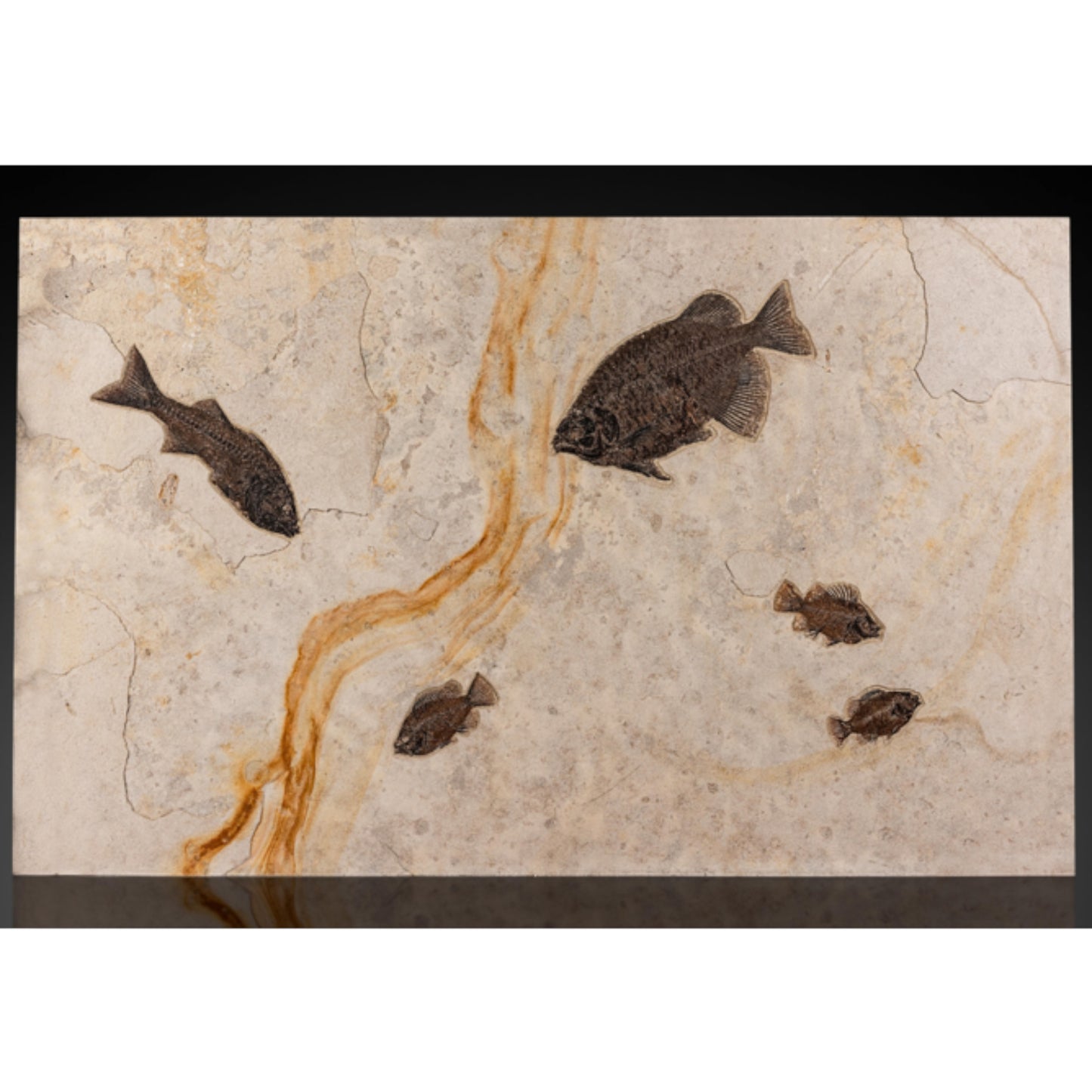 Green River Fish Mortality Plate | Wyoming, USA