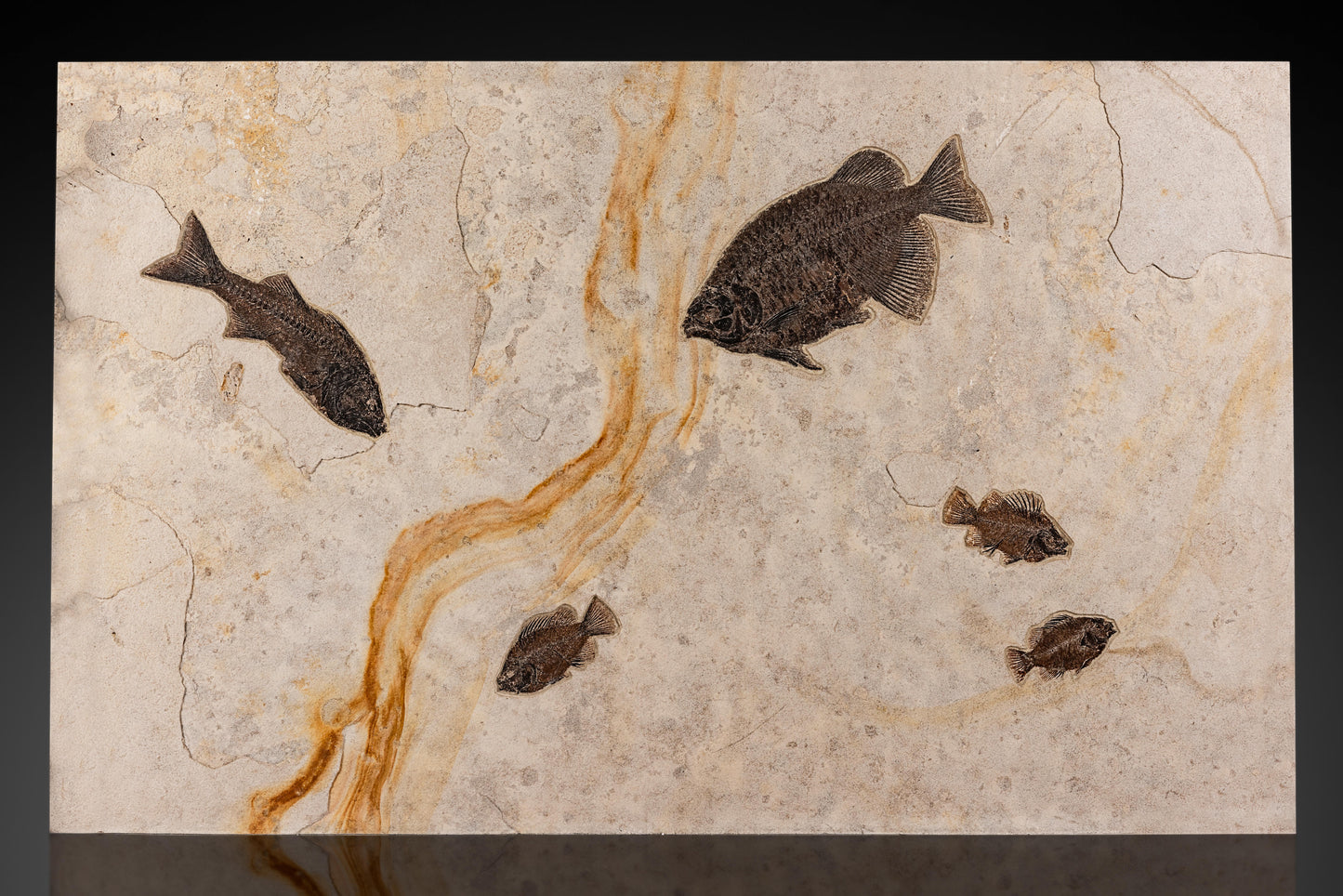 Green River Fish Mortality Plate | Wyoming, USA
