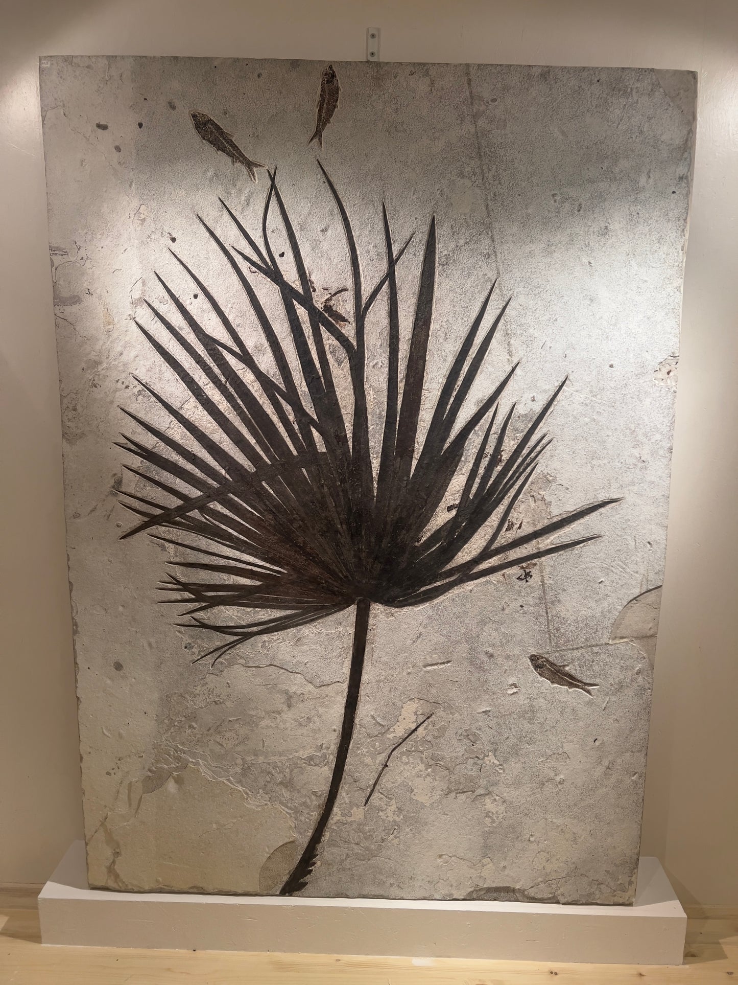 Feuille de palmier fossilisée entourée de fossiles de poissons | Rivière Verte, Wyoming, États-Unis