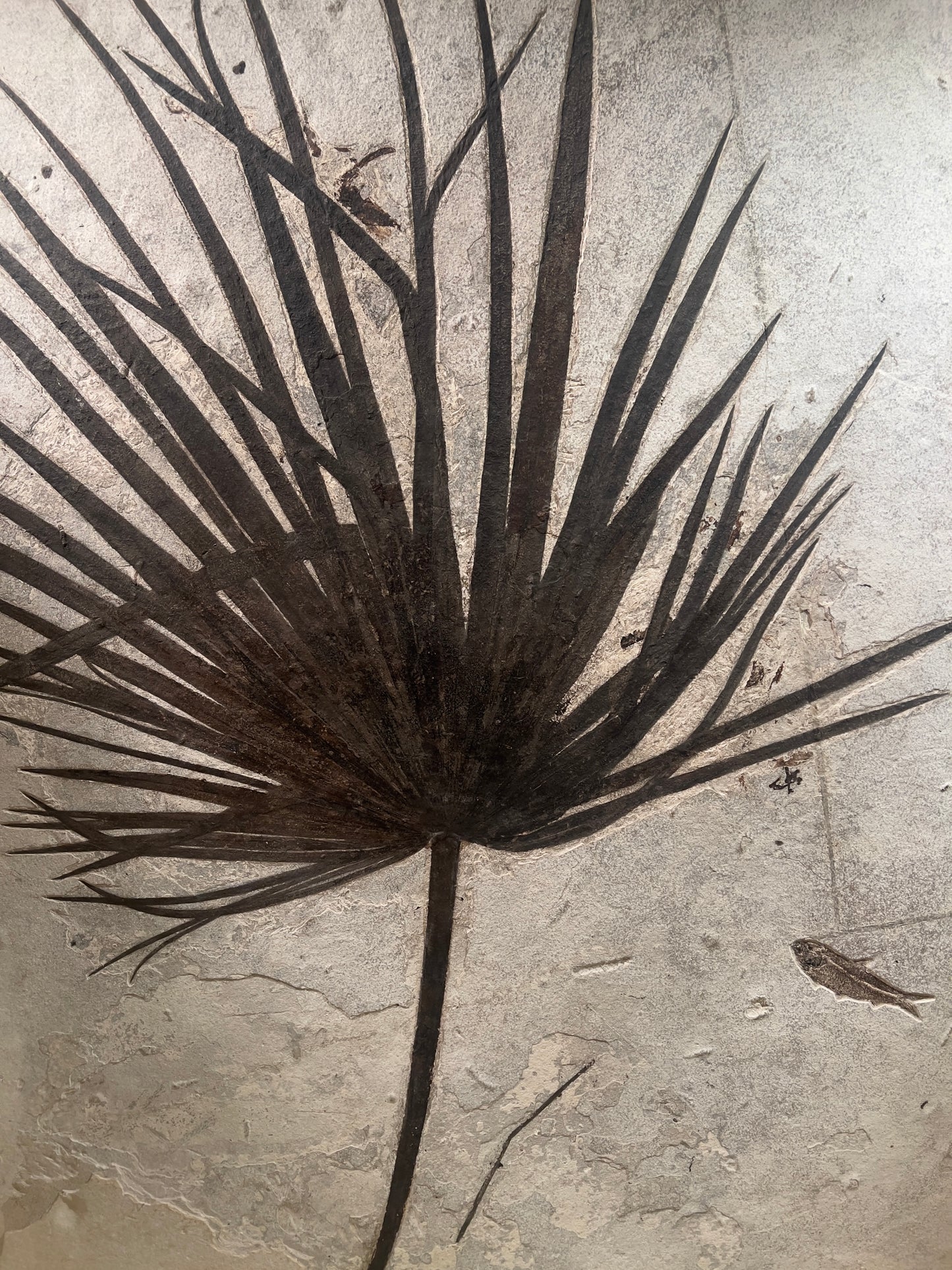 Feuille de palmier fossilisée entourée de fossiles de poissons | Rivière Verte, Wyoming, États-Unis