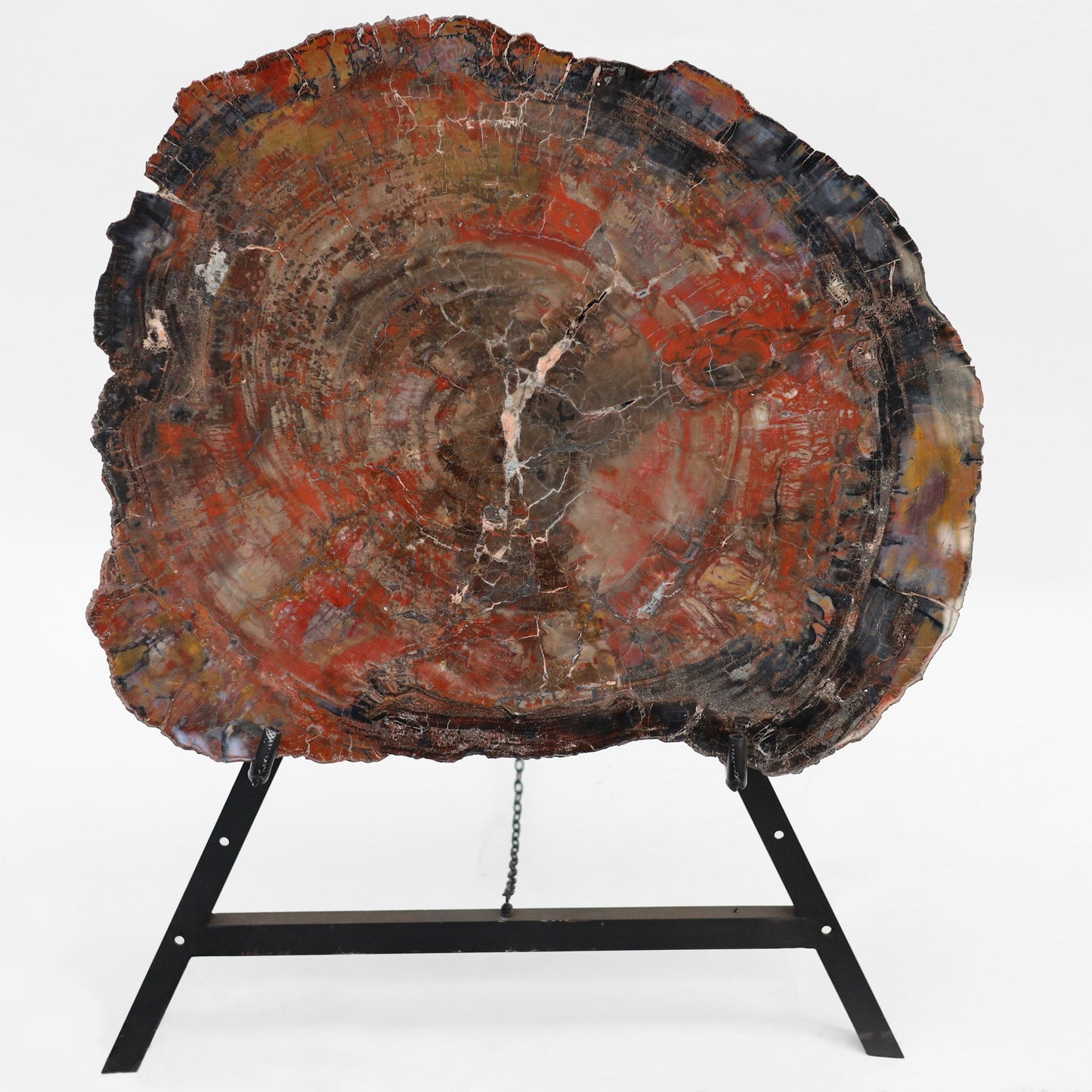 Petrified Wood Slice | Arizona, United States 
