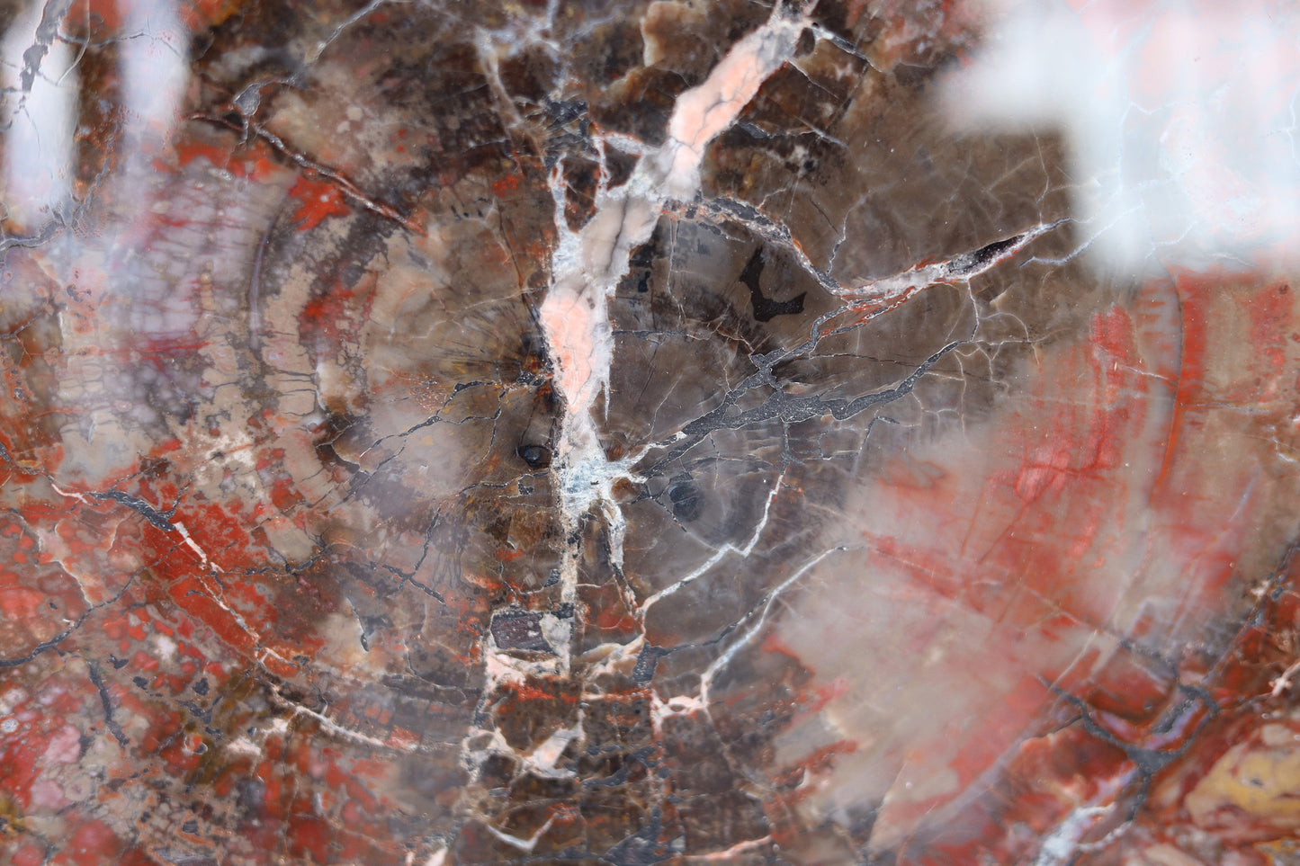 Petrified Wood Slice | Arizona, United States 