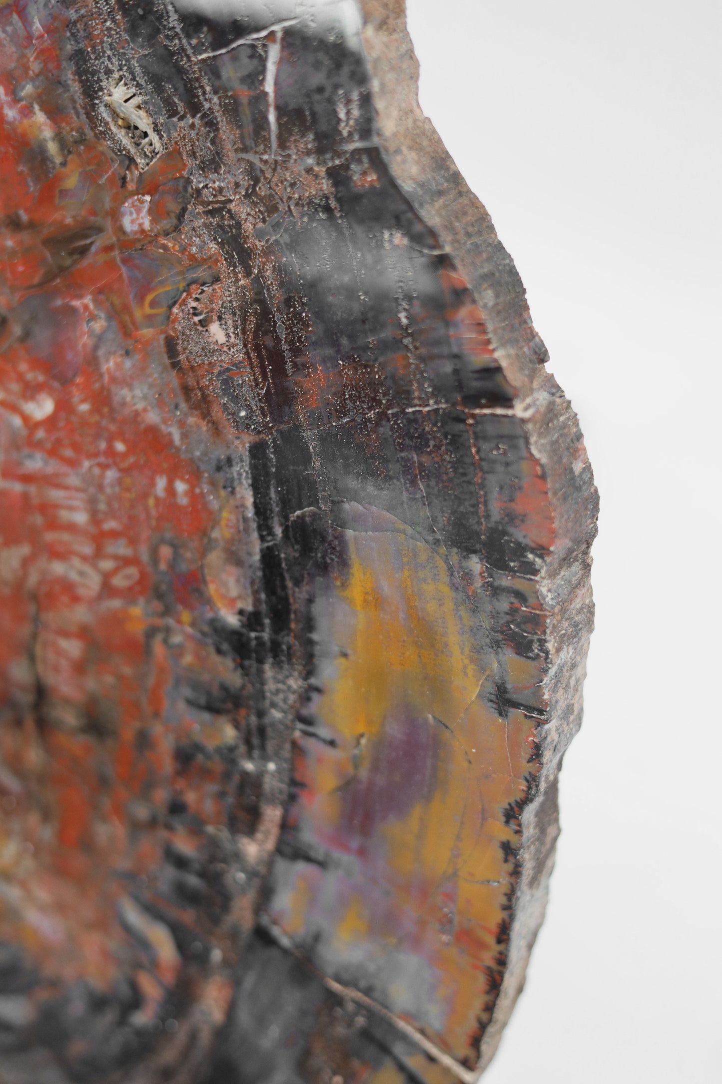 Petrified Wood Slice | Arizona, United States 