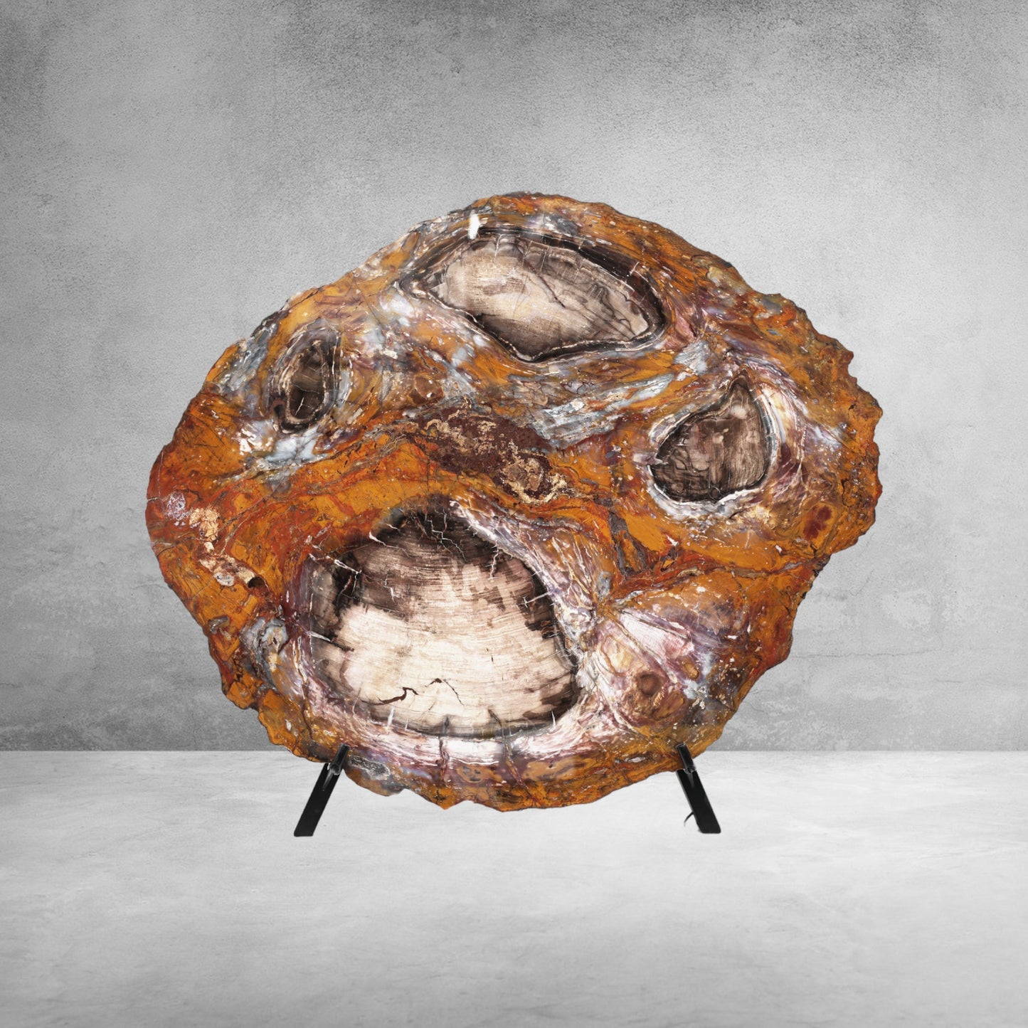 Slice of silicified softwood | Arizona, USA
