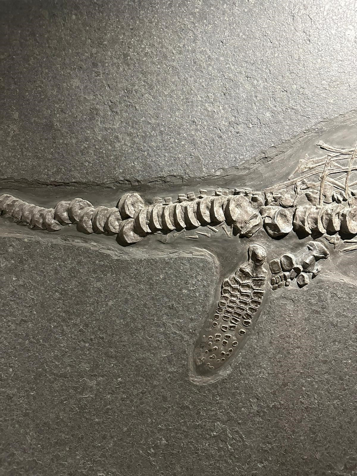 Ichthyosaurier Stenopterygius | Holzmaden, Deutschland
