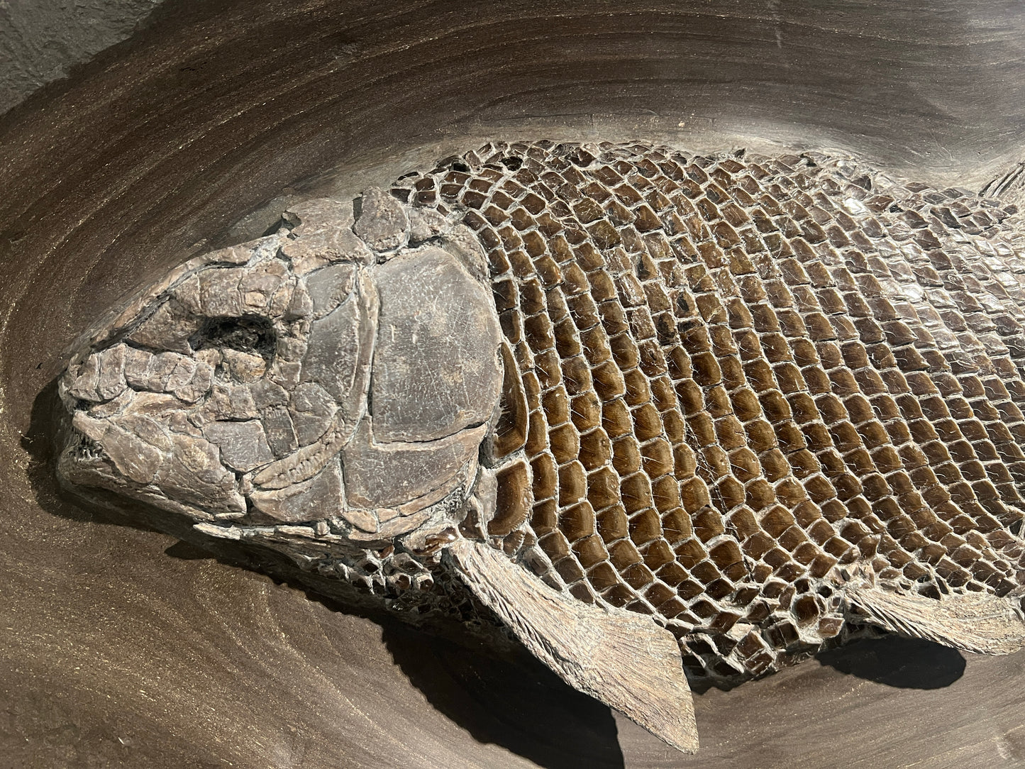PRICE ON REQUEST | Lepidotus elvensis | Holzmaden, Germany