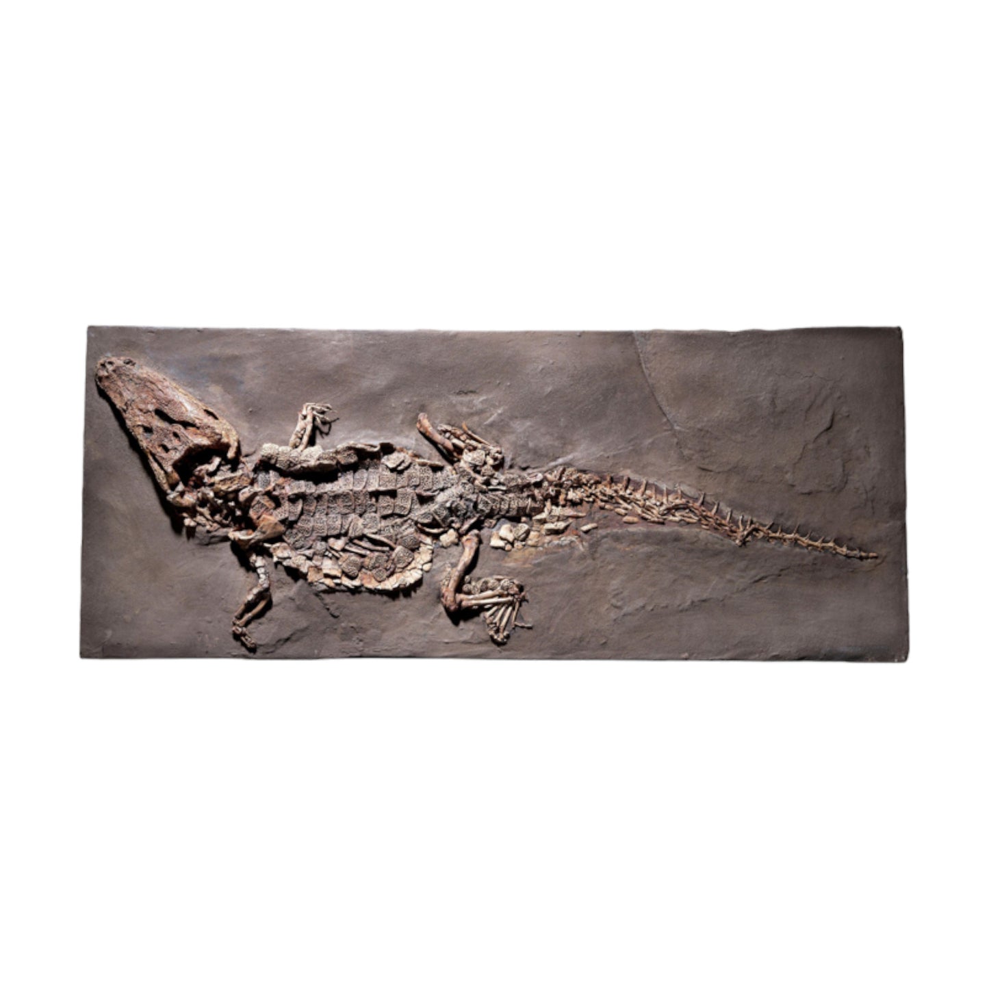 PRICE ON REQUEST | Crocodile Dyplocynodon Darwini | Messel, Germany