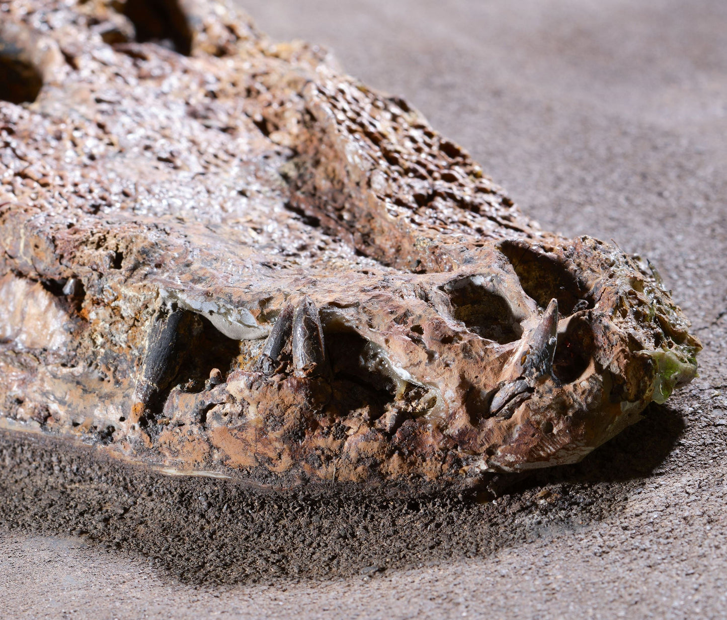 PRICE ON REQUEST | Crocodile Dyplocynodon Darwini | Messel, Germany
