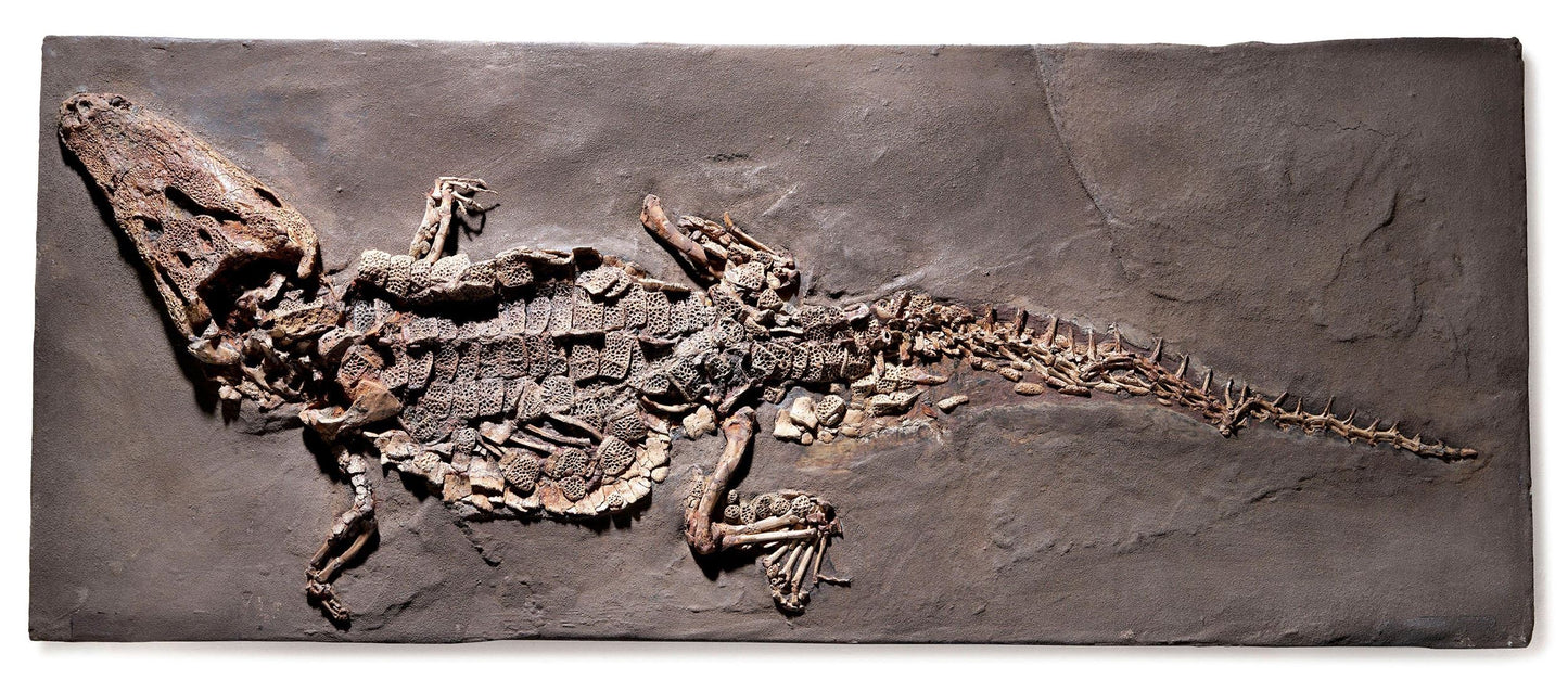 PRICE ON REQUEST | Crocodile Dyplocynodon Darwini | Messel, Germany