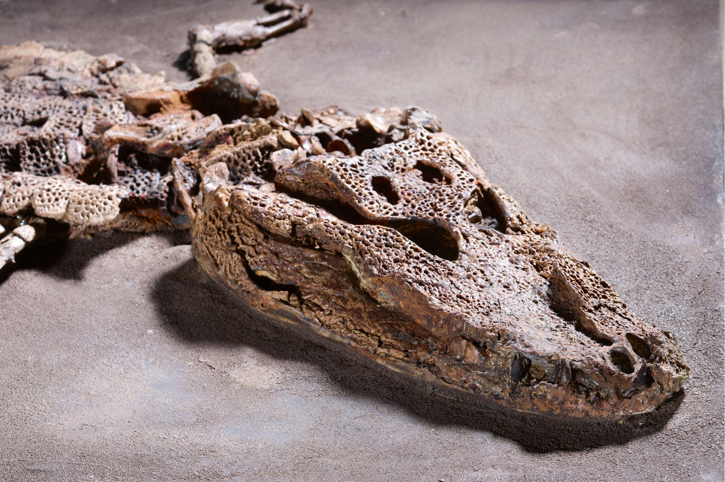 PRICE ON REQUEST | Crocodile Dyplocynodon Darwini | Messel, Germany