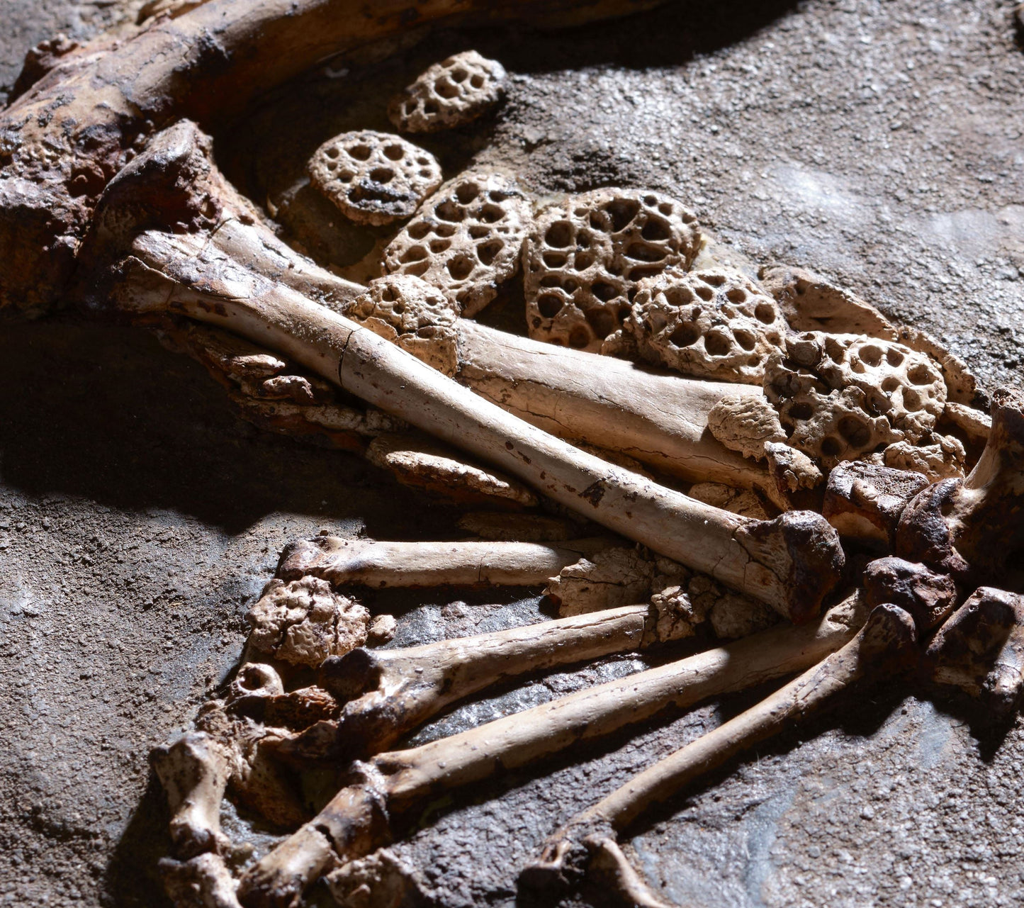 PRICE ON REQUEST | Crocodile Dyplocynodon Darwini | Messel, Germany