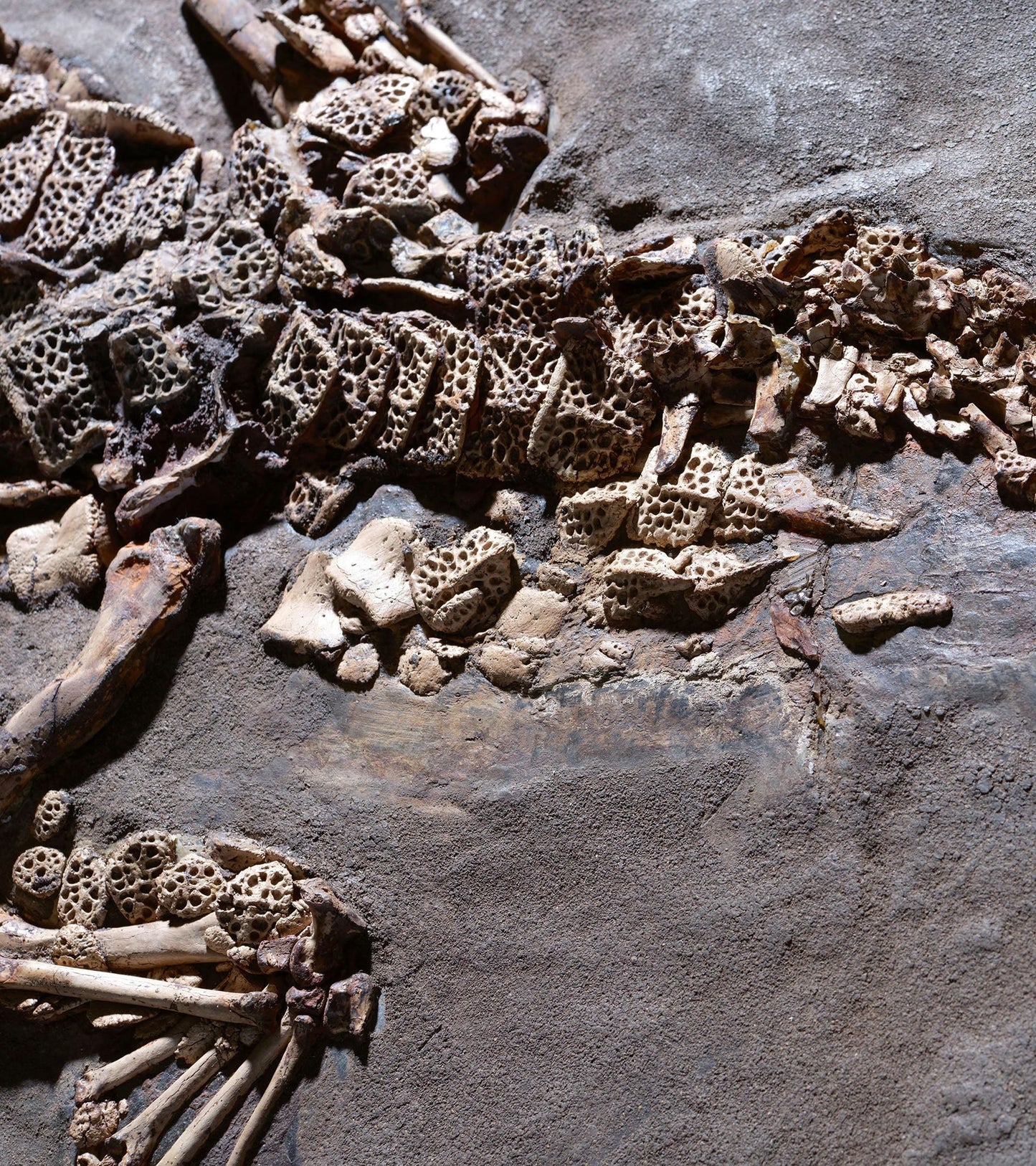 PRICE ON REQUEST | Crocodile Dyplocynodon Darwini | Messel, Germany