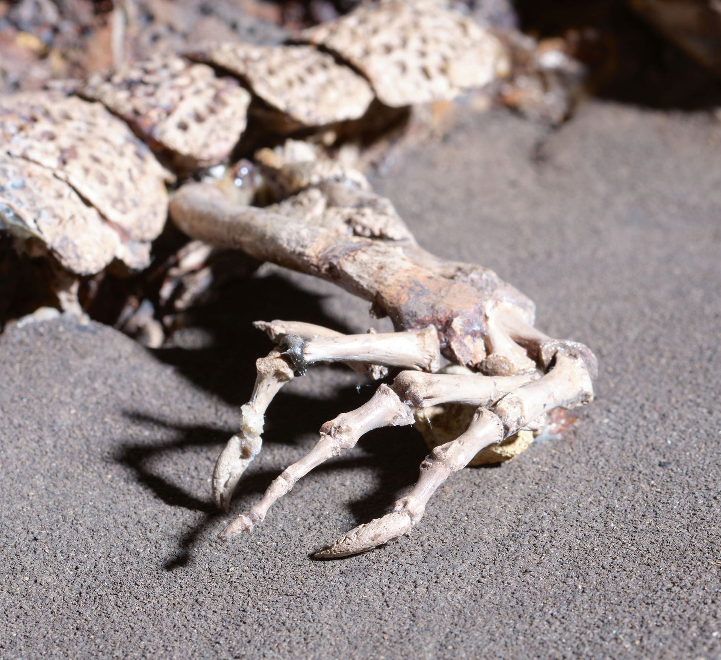 PRICE ON REQUEST | Crocodile Dyplocynodon Darwini | Messel, Germany