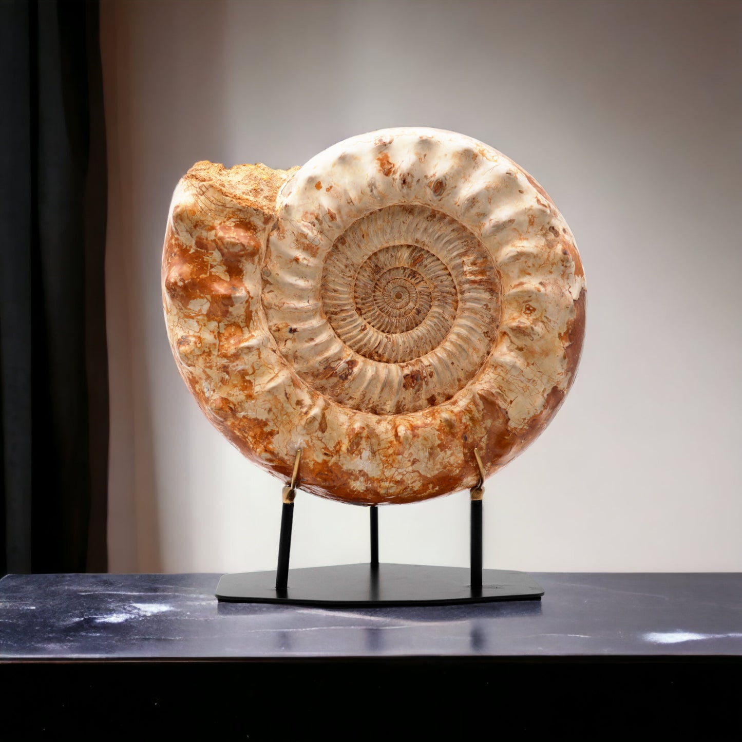 Montierter Ammonit | Groß | Madagaskar