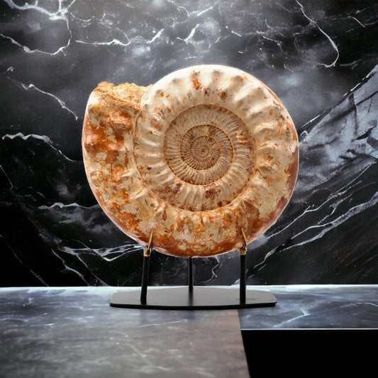 Mounted Ammonite | Large | Madagascar