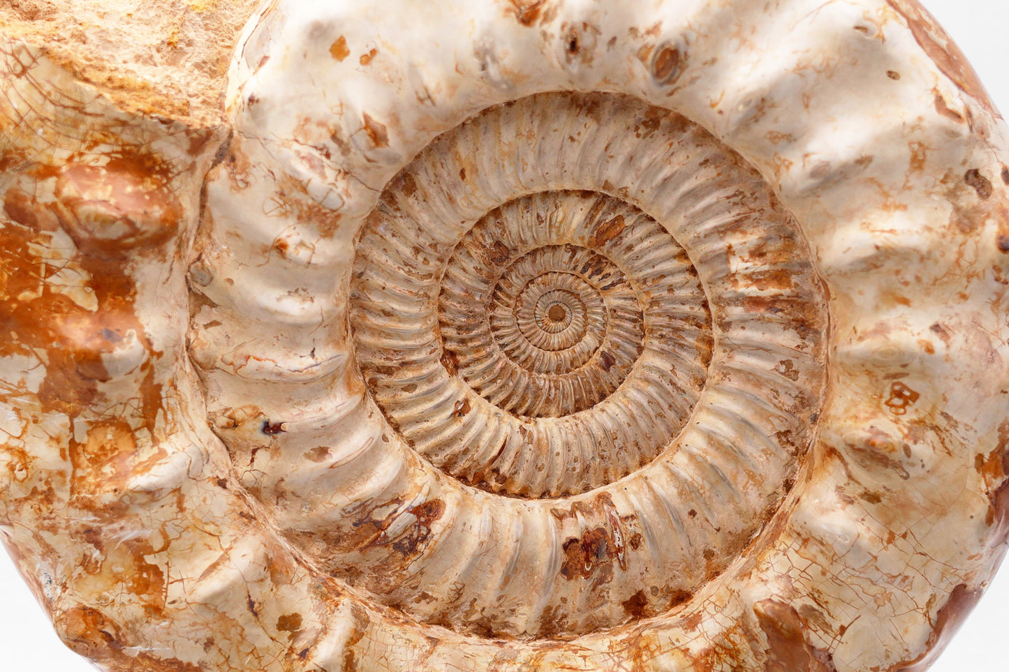 Montierter Ammonit | Groß | Madagaskar