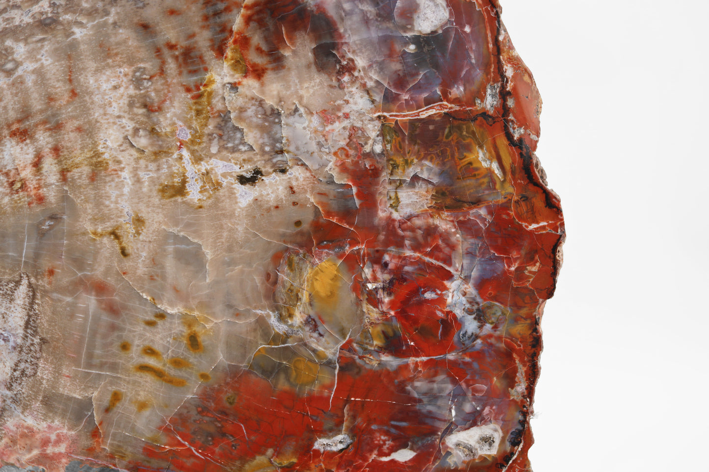Petrified Wood Slice | Arizona, United States 