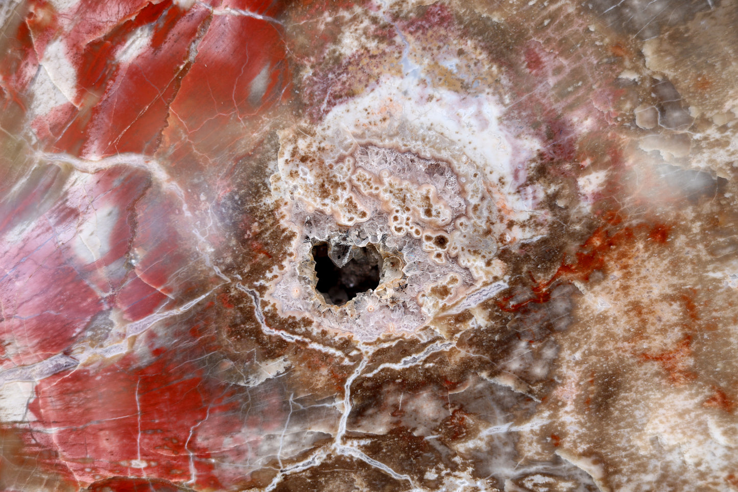 Petrified Wood Slice | Arizona, United States 