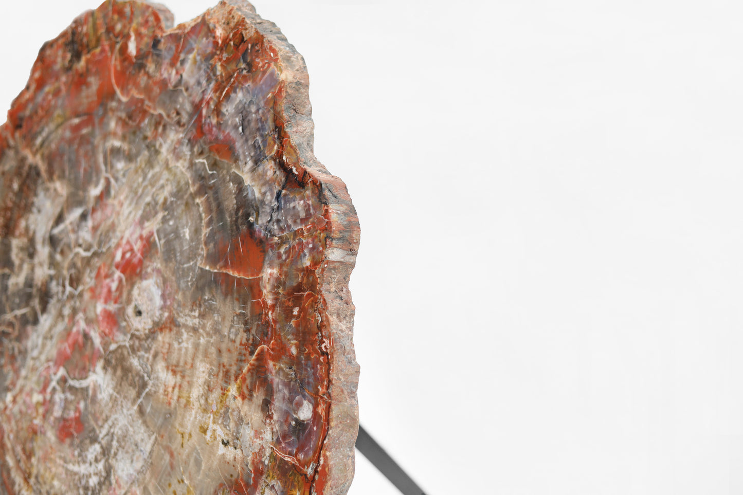 Petrified Wood Slice | Arizona, United States 