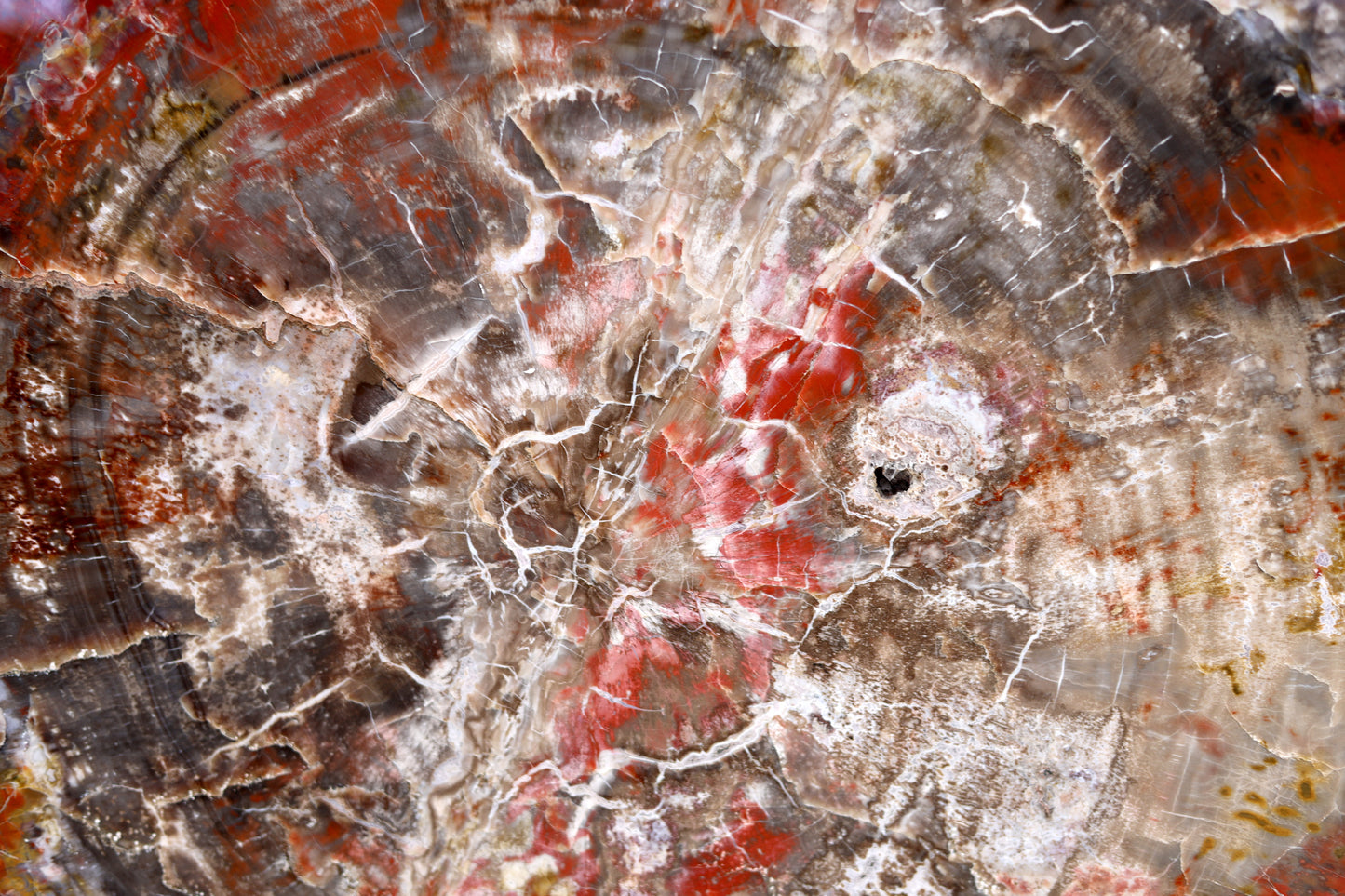 Petrified Wood Slice | Arizona, United States 
