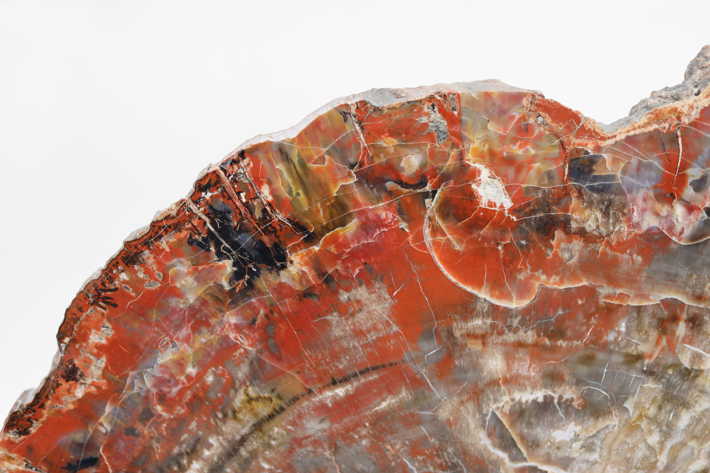 Petrified Wood Slice | Arizona, United States 