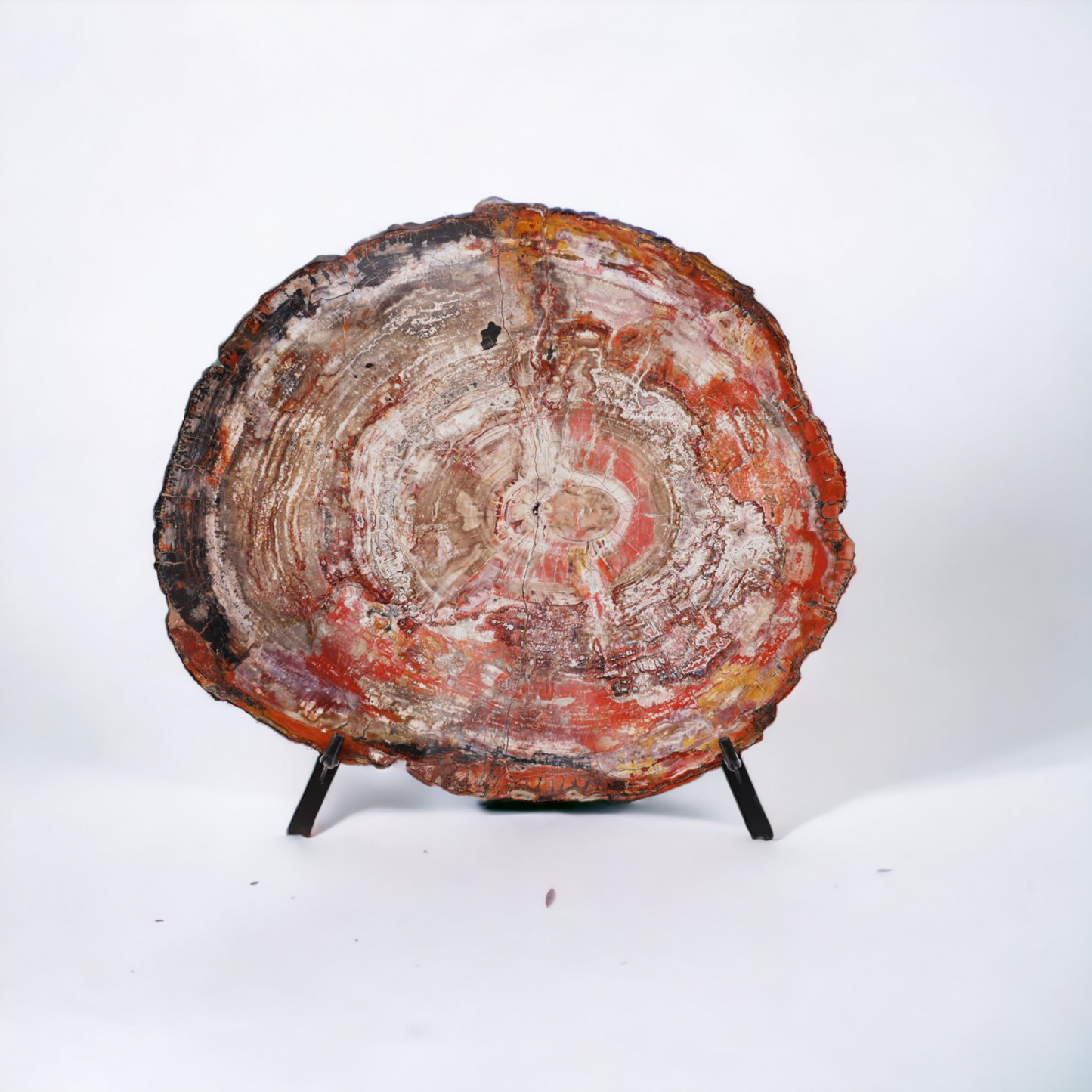 Petrified Wood Slice | Arizona, United States 