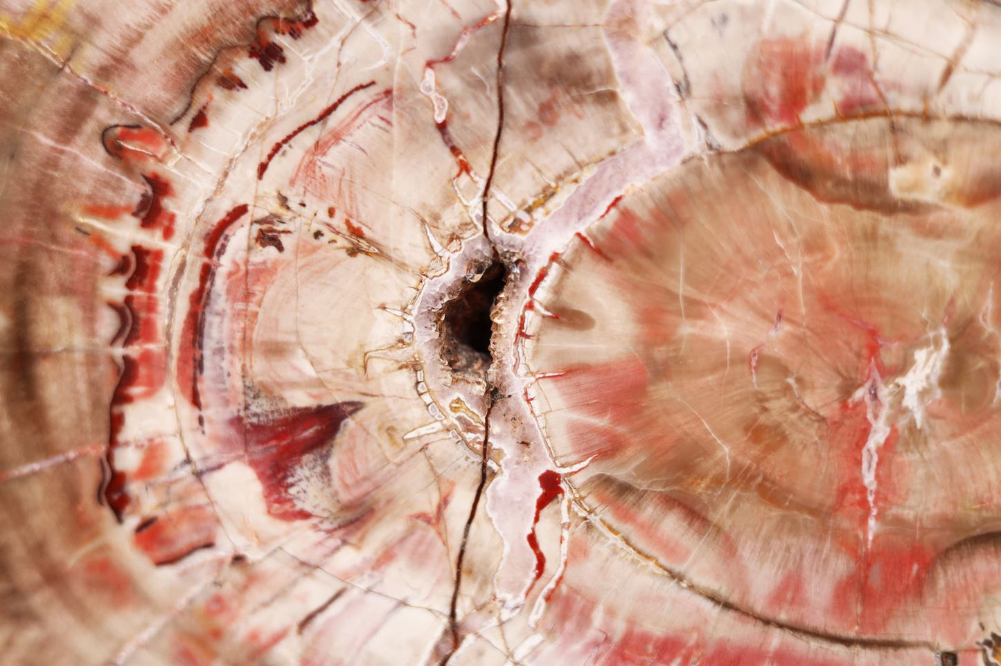 Petrified Wood Slice | Arizona, United States 