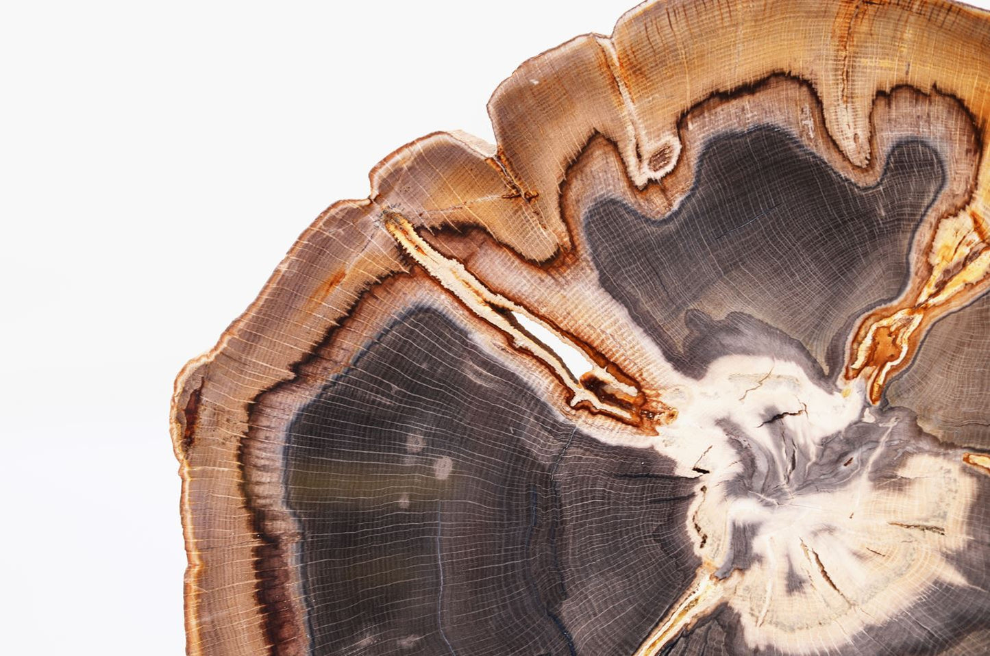 Quercus Simulata | Versteinerte Holzscheibe | Oregon, USA