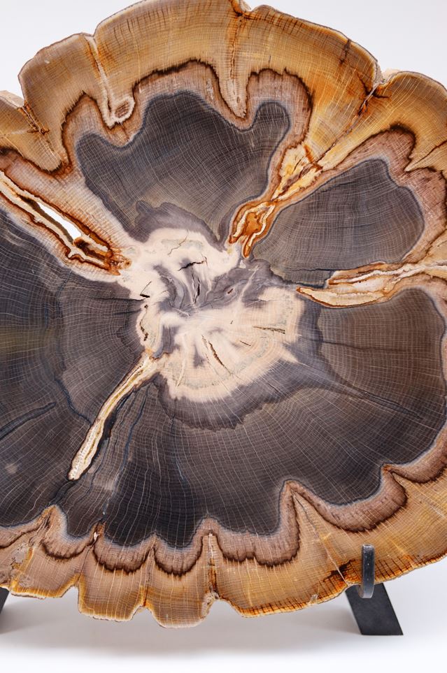 Quercus Simulata | Versteinerte Holzscheibe | Oregon, USA