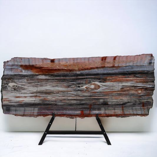 Petrified wood slice lengthwise | Arizona, USA