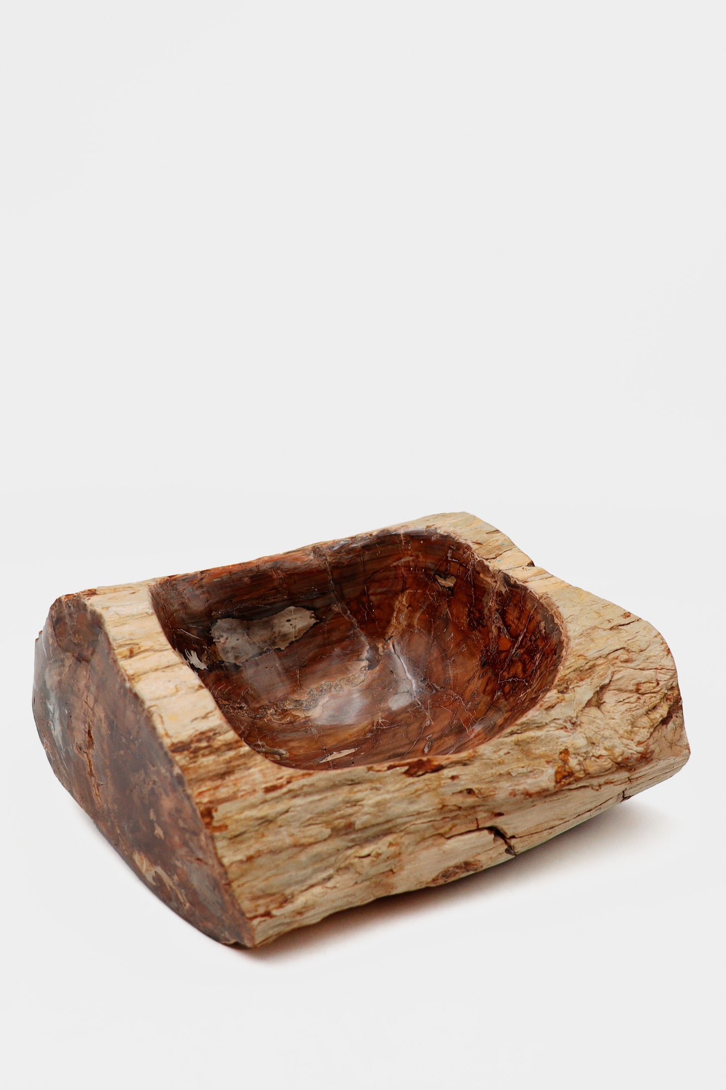 Coquille en bois pétrifié | Madagascar