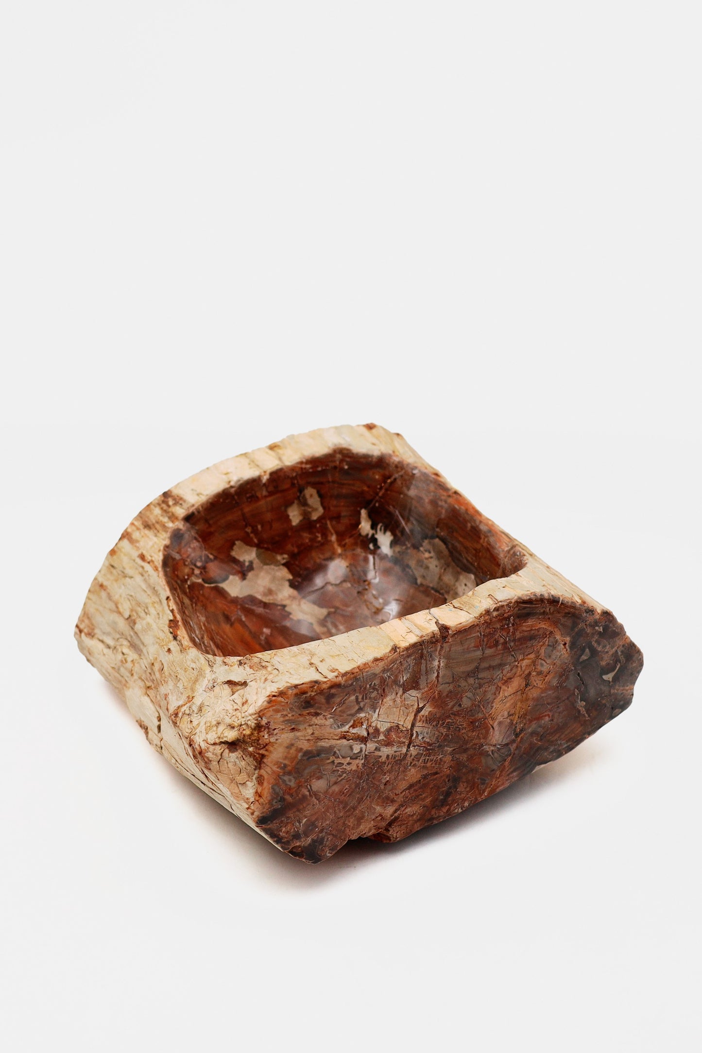 Coquille en bois pétrifié | Madagascar
