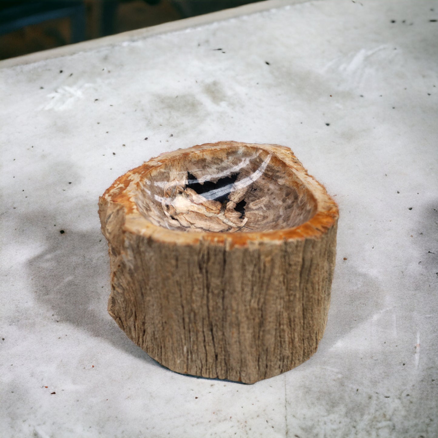 Schale aus versteinertem Holz | Indonesien