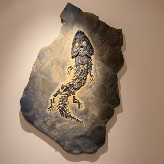 Fossiles Amphibium | Sclerocephalus haeuseri | Odernhein, Pfalz, Deutschland