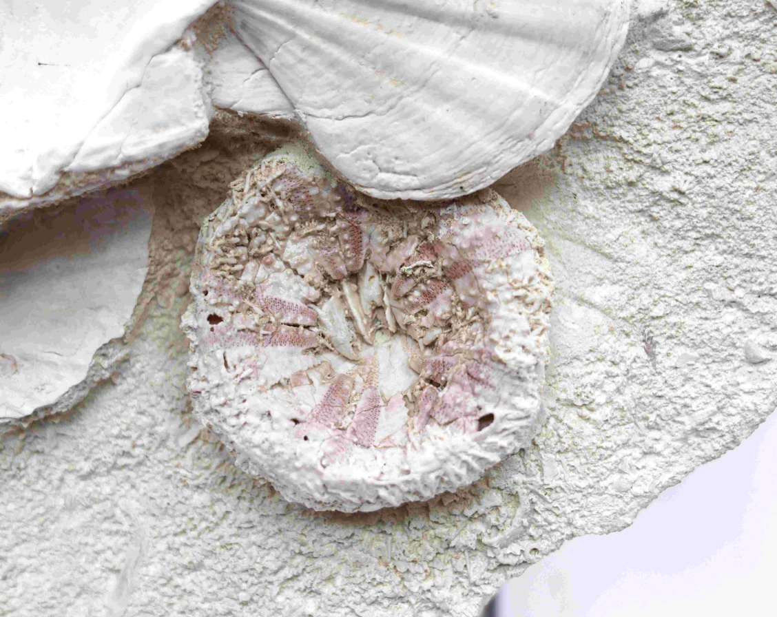 A group of fossilized shells | Southern France