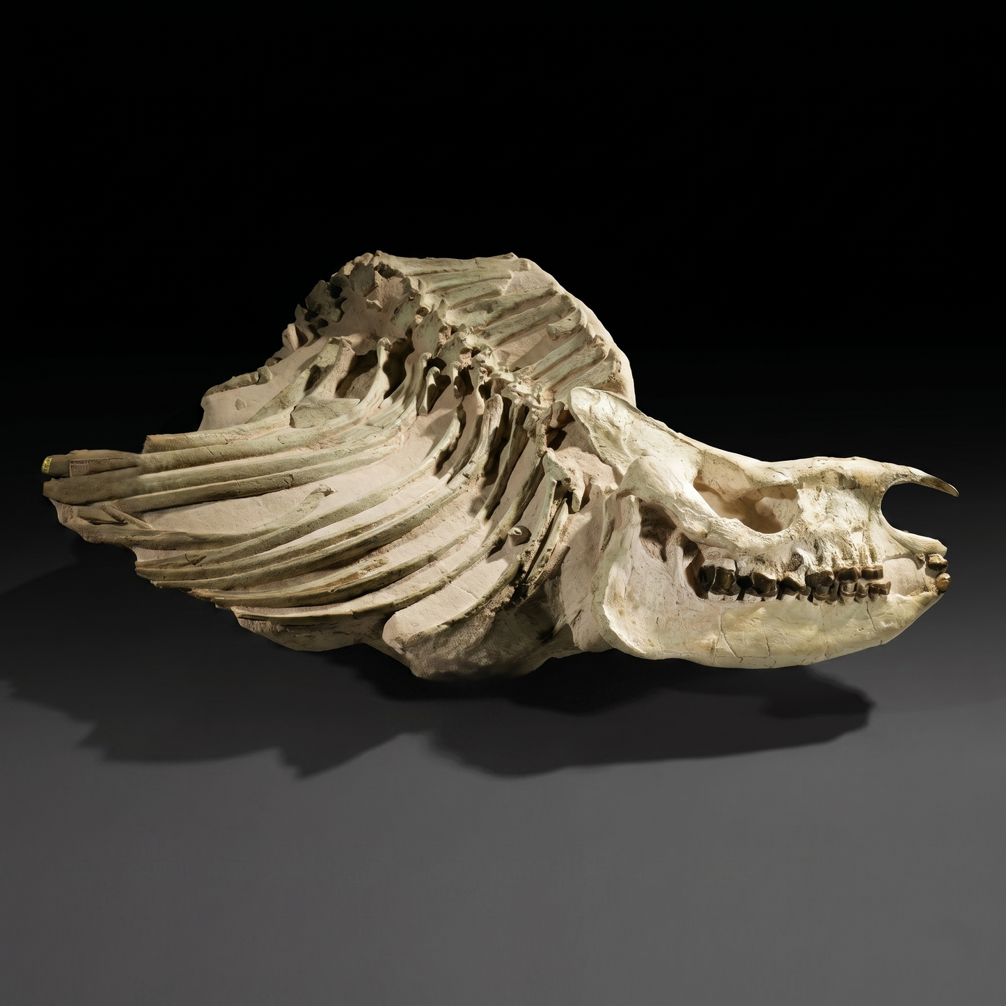 Fossiler Brustkorb und Schnauze | Subhyracodon sp. | USA
