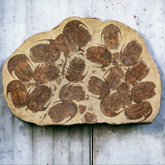 Trilobite mass mortality plate