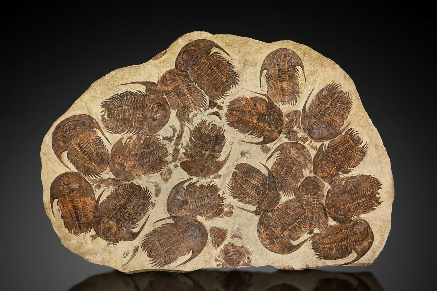 Large trilobite group | Morocco